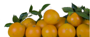 Zwei Orangen