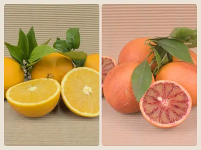 Kiste Gemischt 20 kg (10 kg Bio-Orangen + 10 kg Bio-Sanguinelli)
