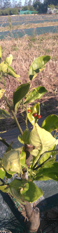 September 2017: Das zweite Jahr unserer ökologischen Plantage