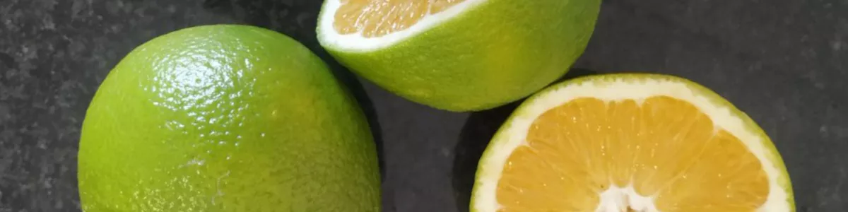 Grüne oder blasse Orangen und Mandarinen