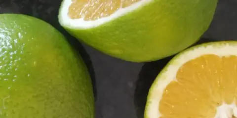 Grüne oder blasse Orangen und Mandarinen