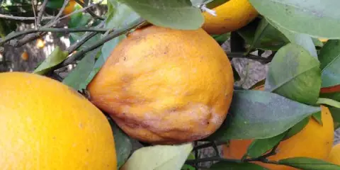 Die Haltbarkeit unserer Zitrusfrüchte