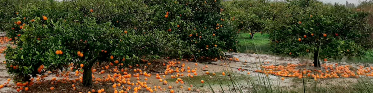 Unwetter und Orangen