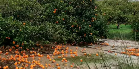 Unwetter und Orangen