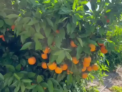 Orangen Barberina