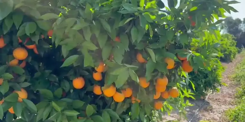 Orangen Barberina