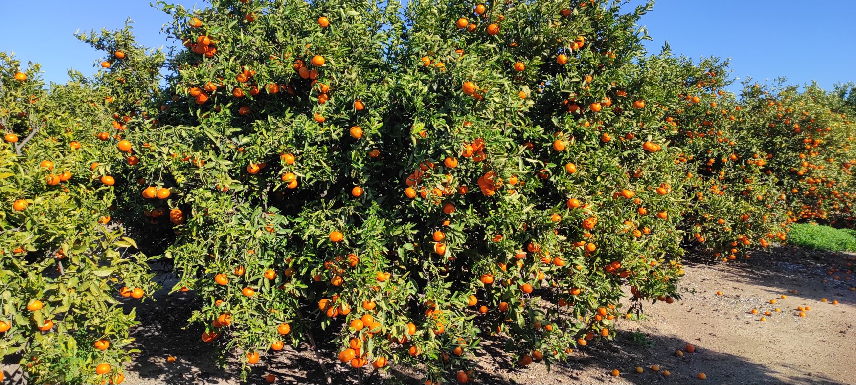 Orangen frisch nach Hause - Orangen aus València