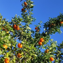 Orangen frisch nach Hause - Orangen aus València