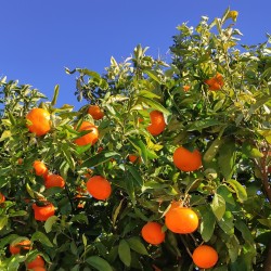 Orangen frisch nach Hause - Orangen aus València