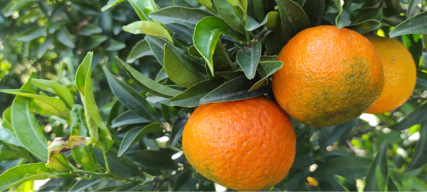 Konventionelle Orangen