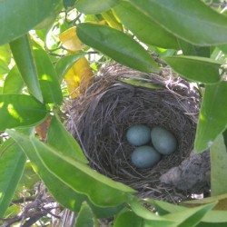 Nest in einem Orangenbaum