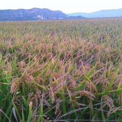 Reisfelder im September