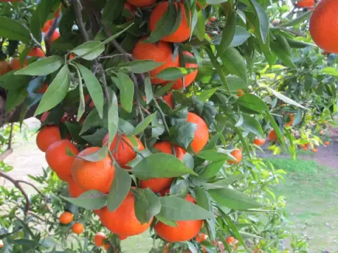 Mandarinen Murcott