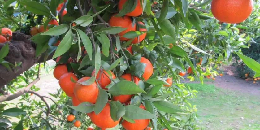 Mandarinen Murcott