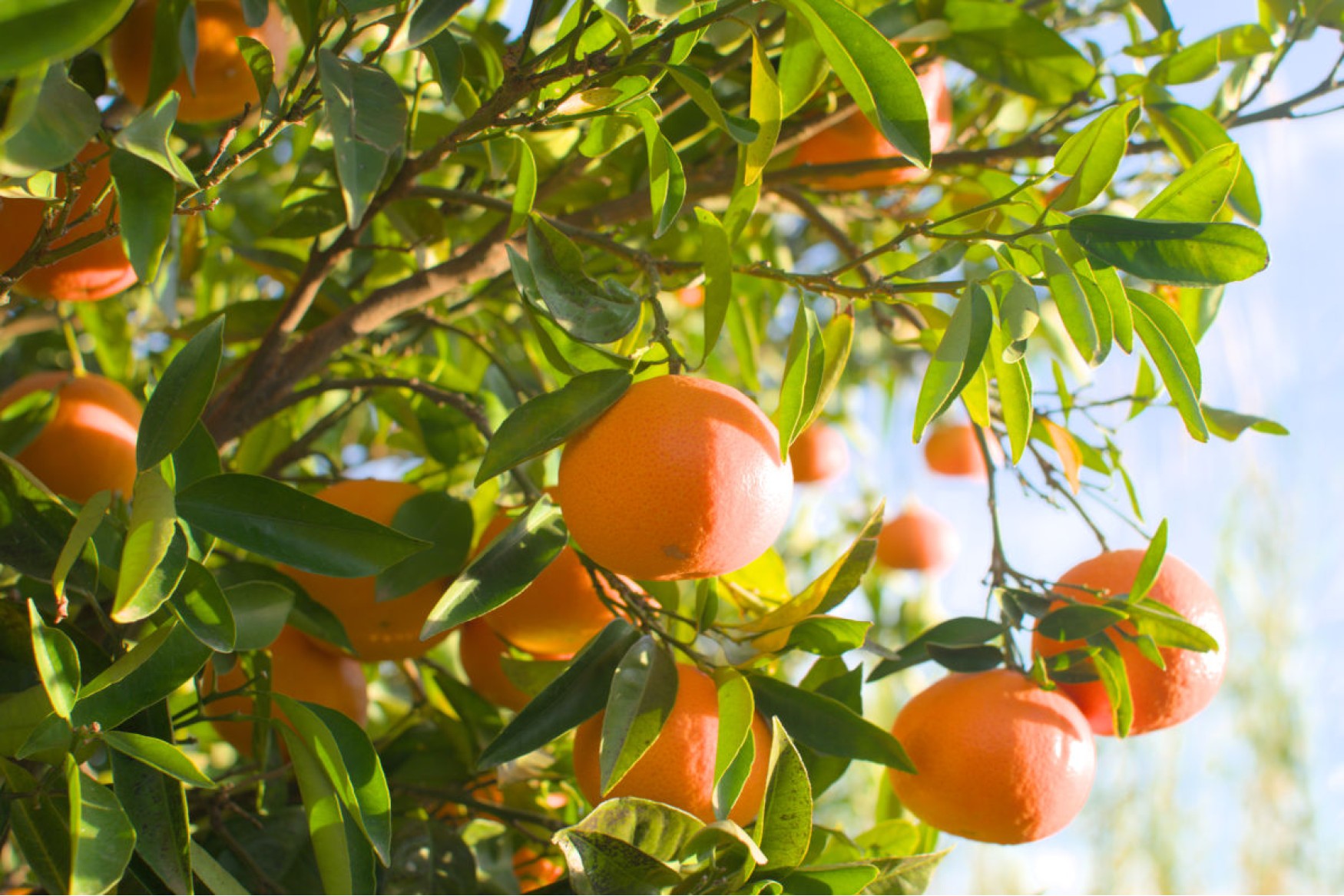 Orangen und Mandarinen aus València