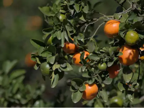 Mandarinen Nadorcott