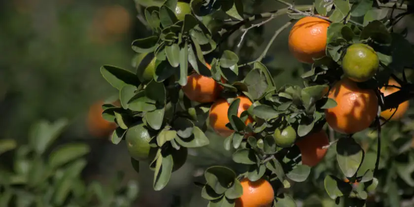 Mandarinen Nadorcott