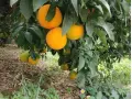 Kiste Gemischt 15 kg (10 kg Orangen + 5 kg Mandarinen)