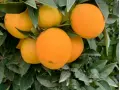 Kiste Gemischt 15 kg (10 kg Orangen + 5 kg Mandarinen)