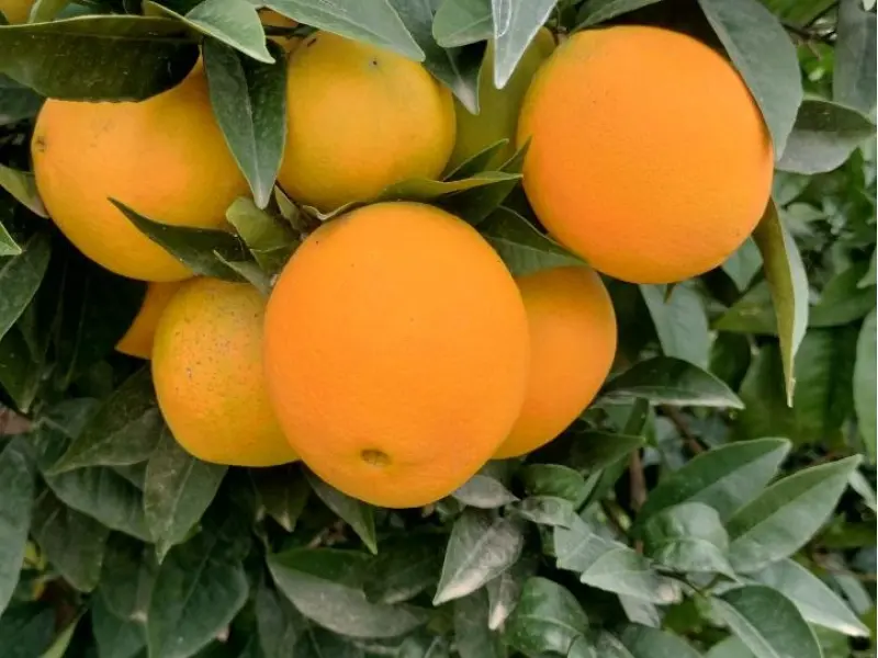 Kiste Gemischt 15 kg (10 kg Orangen + 5 kg Mandarinen)