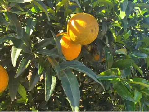 Mandarinen Orogròs