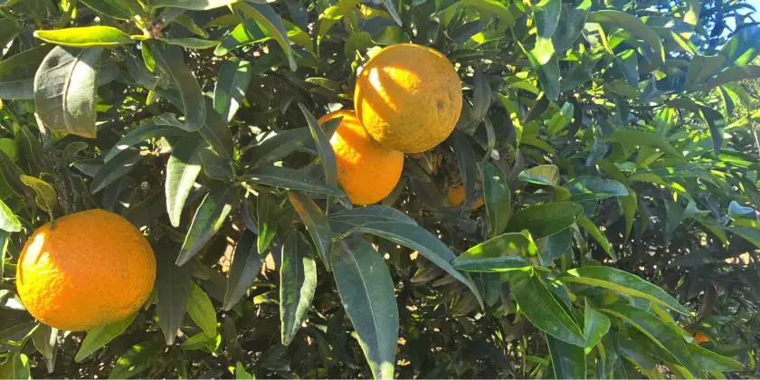 Mandarinen Orogròs