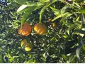 Kiste Gemischt 15 kg (10 kg Orangen + 5 kg Mandarinen)