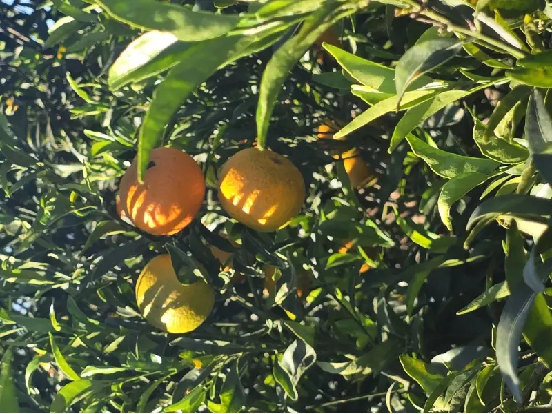 Kiste Gemischt 15 kg (10 kg Orangen + 5 kg Mandarinen)