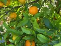 Kiste Gemischt 20 kg (10 kg Bio-Orangen + 8 kg Bio-Mandarinen + 2 kg Bio-Zitronen)