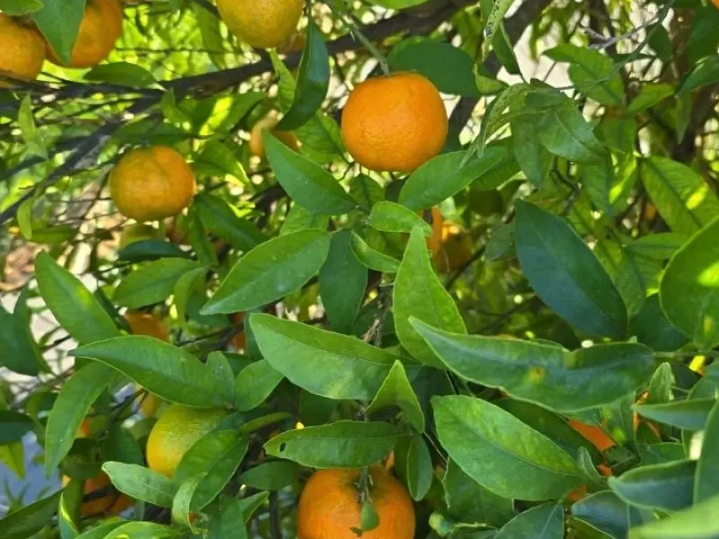 Kiste Gemischt 20 kg (10 kg Bio-Orangen + 8 kg Bio-Mandarinen + 2 kg Bio-Zitronen)