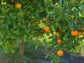Kiste Gemischt 20 kg (10 kg Bio-Orangen + 8 kg Bio-Mandarinen + 2 kg Bio-Zitronen)