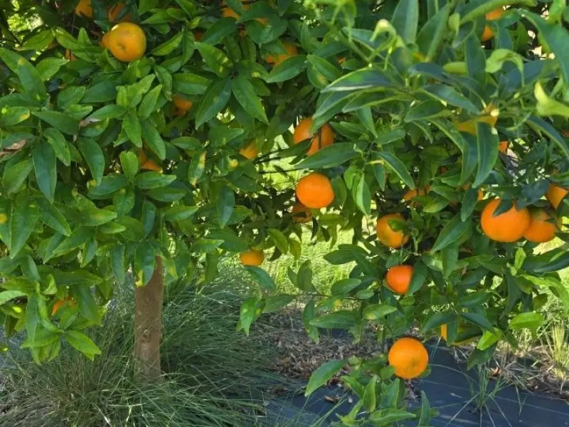 Kiste Gemischt 20 kg (10 kg Bio-Orangen + 8 kg Bio-Mandarinen + 2 kg Bio-Zitronen)