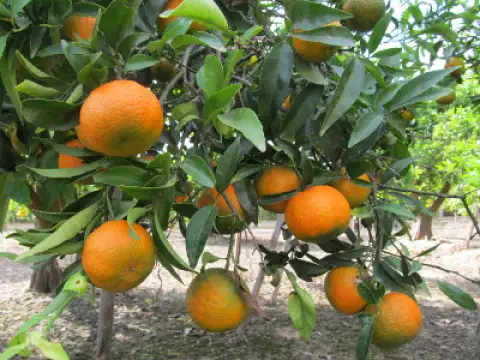 Mandarinen Oronules
