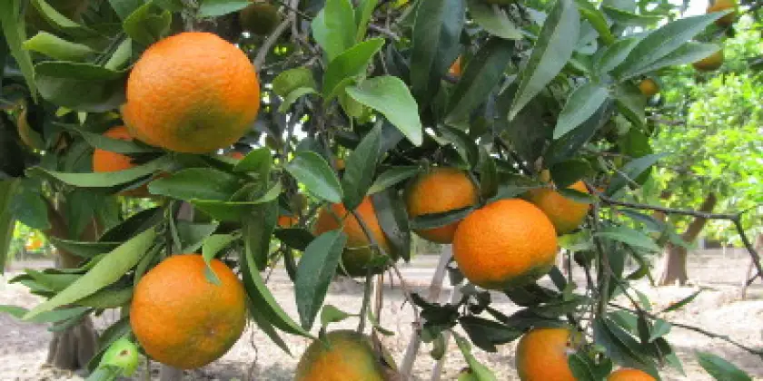 Mandarinen Oronules