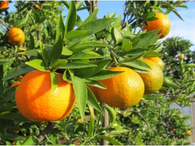 Esbal (Clementine Fina)