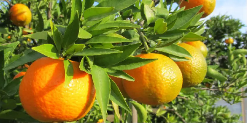 Mandarinen Esbal