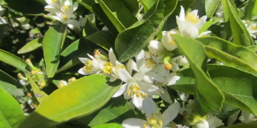 Mandarinen Clemenules