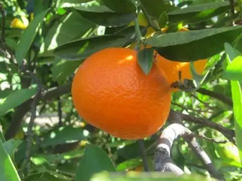 Mandarinen Clemenvilla
