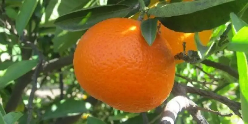 Mandarinen Clemenvilla