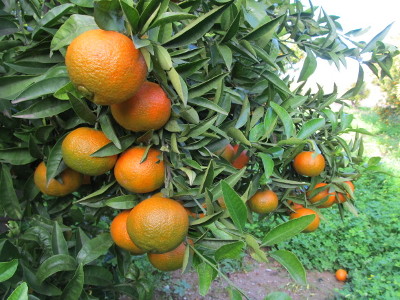 Clementine Hernandina