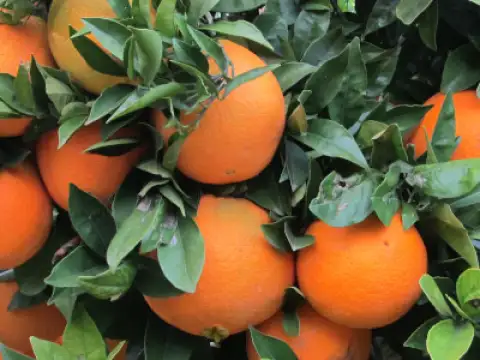 Orangen Navelina