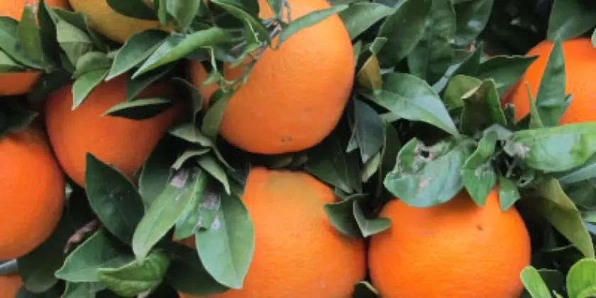 Orangen Navelina