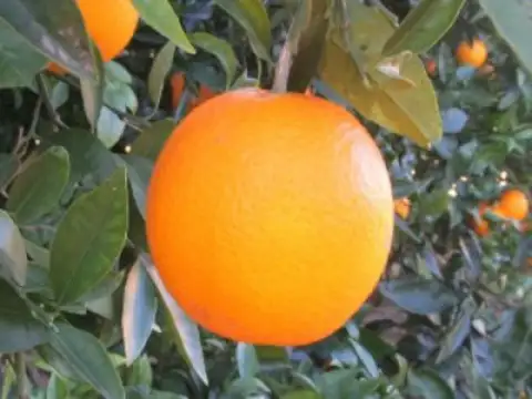 Orangen Lanelate