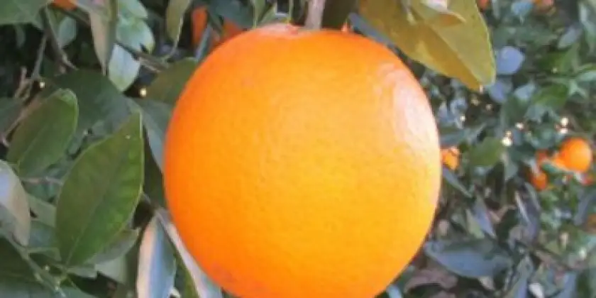 Orangen Lanelate