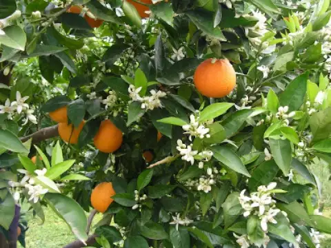 Orangen València Late