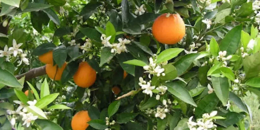 Orangen València Late