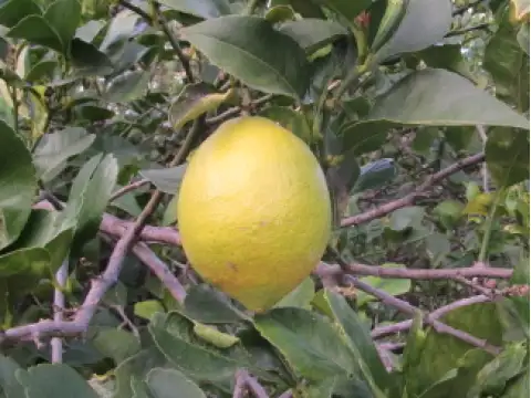 Zitronen Eureka