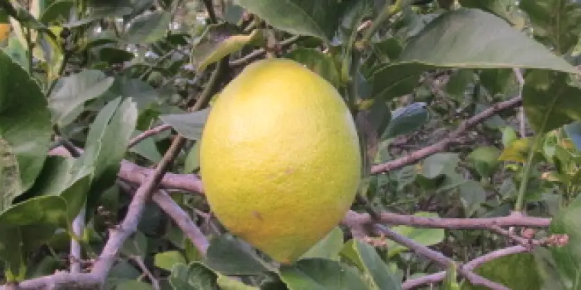 Zitronen Eureka