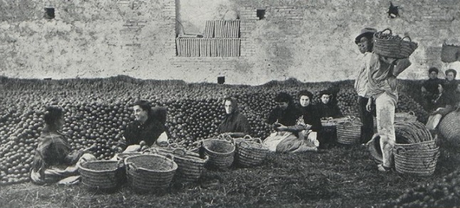 Frauen beim Verpacken von Orangen (1)