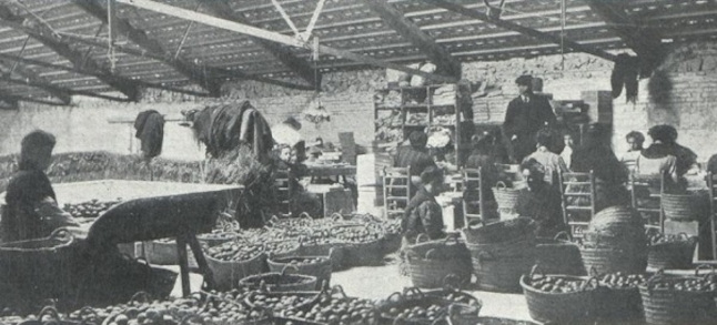 Frauen beim Verpacken von Orangen (2)